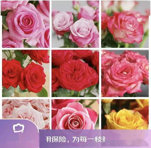 京東鮮花新花樣 615生活鮮花節創新高，引領動態禮品花卉銷售新趨勢