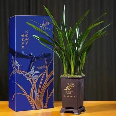 父愛如蘭 一束芬芳里的深情，花農笑顏中的豐收